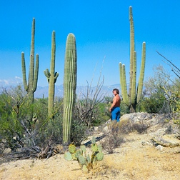 Sonoran Desert, Arizona