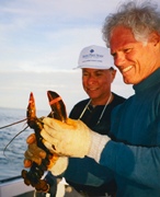 Pulling, sizing, and banding the lobster