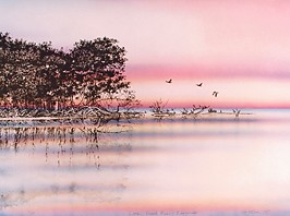 Little Shark River - Everglades 